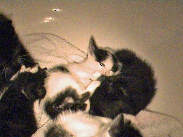 kittens-07-1-1
