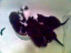 kittens-01-1-1