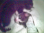 kittens-02-1-1