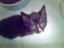 kittens-03-1-1