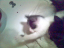 kittens-04-1-1