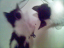 kittens-06-1-1
