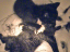 kittens-09-1-1