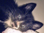 kittens-12-1-1