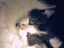 kittens-13-1-1