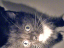 kittens-14-1-1