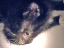 kittens-15-1-1