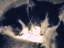 kittens-16-1-1