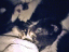 kittens-17-1-1