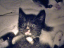 kittens-18-1-1