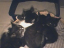 kittens-21