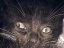 kittens-23